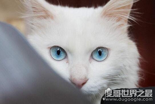 蓝眼睛的猫耳聋吗，盘点拥有漂亮蓝眼睛的猫品种