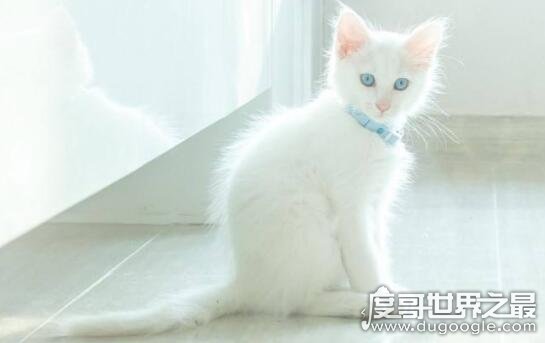 蓝眼睛的猫耳聋吗，盘点拥有漂亮蓝眼睛的猫品种