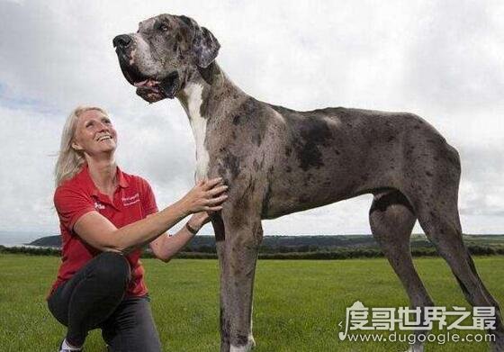 巨型犬品种大全，世界上最大的狗是一只大丹犬