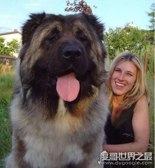 巨型犬品种大全，世界上最大的狗是一只大丹犬