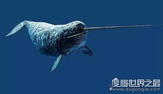 独角鲸的角居然是牙齿，揭秘独角鲸的长牙之谜