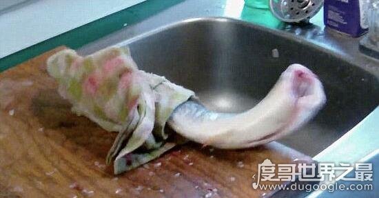 僵尸鱼死后仍然能抽搐，还有一种食人鲜血的七鳃鳗
