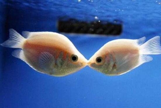 接吻鱼图片大全，接吻鱼接吻不是因为相爱(而是口癖)