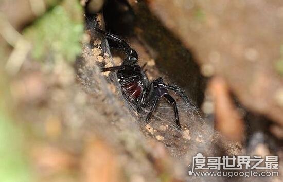 台湾最大的蜘蛛，上户蜘蛛浑身剧毒无解(长20cm)