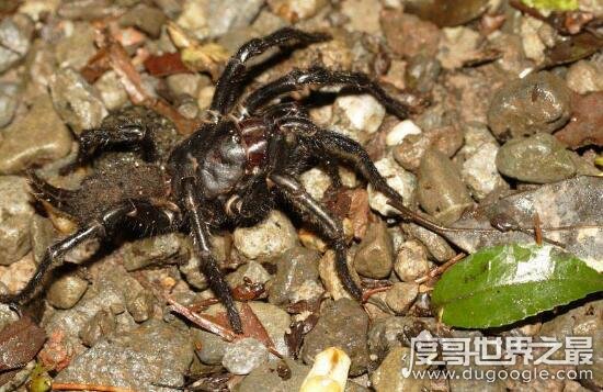台湾最大的蜘蛛，上户蜘蛛浑身剧毒无解(长20cm)