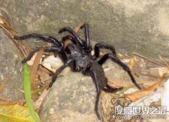 台湾最大的蜘蛛，上户蜘蛛浑身剧毒无解(长20cm)