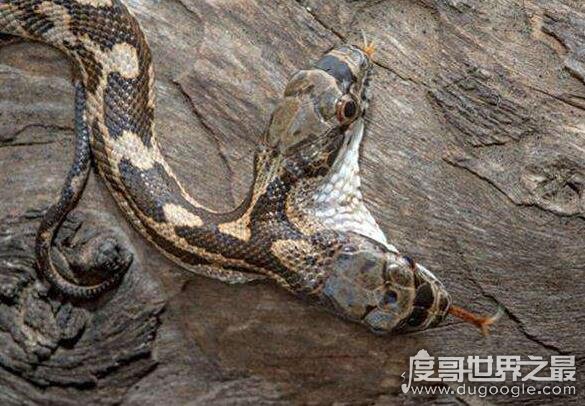 传说中的双头蛇真的存在，两个头还会打架甚至杀死对方