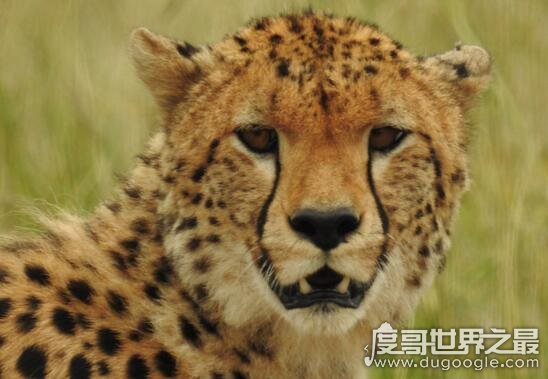 坦桑尼亚特有品种桑给巴尔豹，其实就是非洲豹