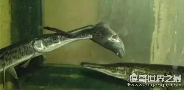 现存最凶猛的淡水远古生物，尖嘴鳄自带剧毒还吃人