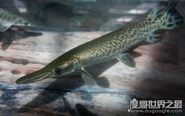 现存最凶猛的淡水远古生物，尖嘴鳄自带剧毒还吃人