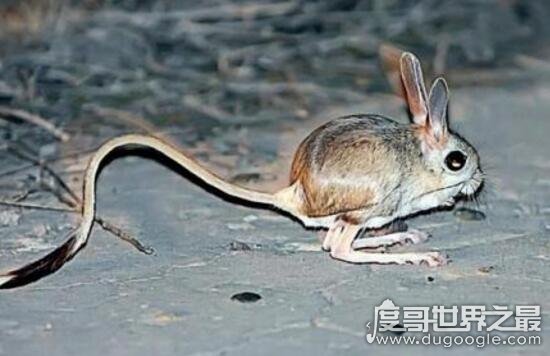 沙漠米老鼠之长耳跳鼠，已成最濒危的物种之一