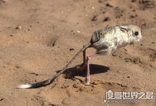 沙漠米老鼠之长耳跳鼠，已成最濒危的物种之一