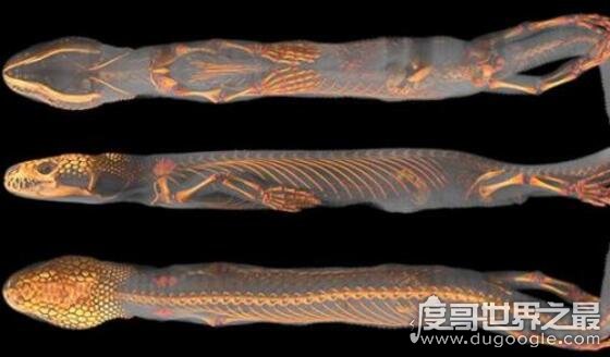 厚针龙疑似蛇的祖先，证明了原来蛇真的有脚