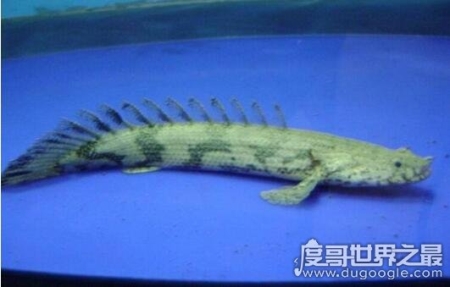 凶悍的观赏鱼虎纹恐龙王鱼，是现存最漂亮的活化石