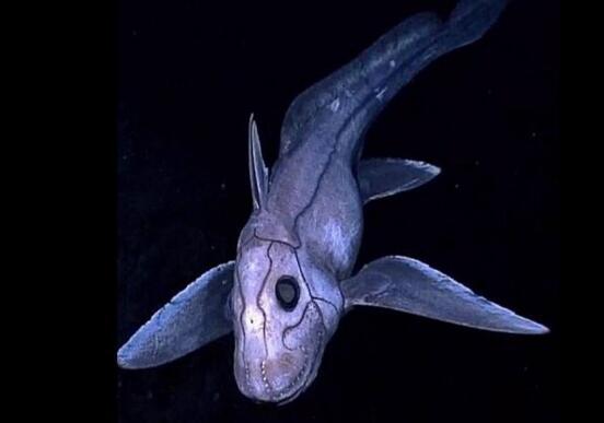 最奇葩的新物种幽灵鲨，丁丁既然长在鼻子上
