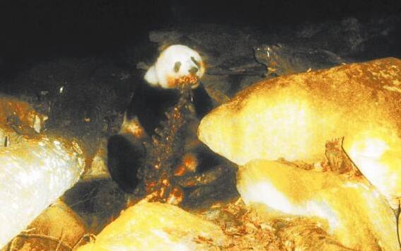 大熊猫的祖先—始熊猫，不吃竹子而是吃肉(是最早的熊猫)