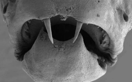 吸血鬼鱼仅有17毫米长，牙齿早在5千万年前就消失了