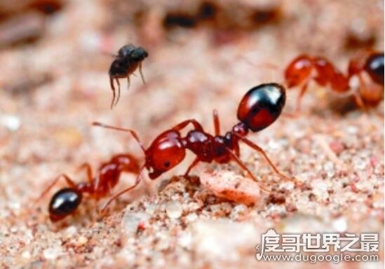 入侵物种红火蚁伤人无数，惠安用19吨药开展全面灭蚁