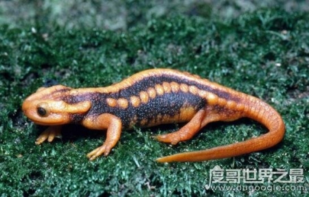 世界上再生能力最强的生物，火蜥蜴(从火中走出蝾螈)