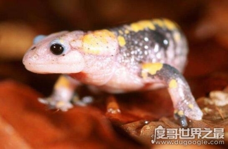世界上再生能力最强的生物，火蜥蜴(从火中走出蝾螈)