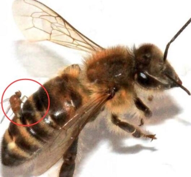 被寄生蝇感染的僵尸蜜蜂，残忍吸食脑髓最终破胸而出