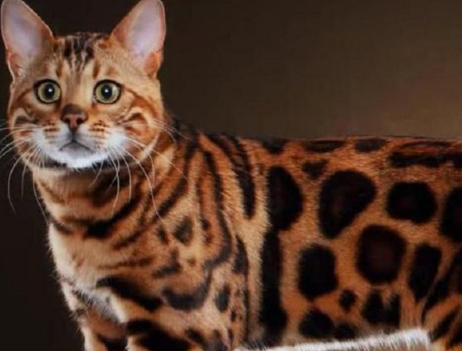 世界排行榜靠前十大名猫 盘点全球十大名贵猫