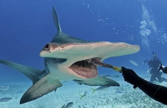 双髻鲨拥有和人类一样的双视力，双眼可360度环顾四周