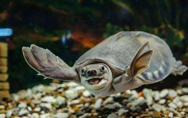 水栖龟类盘点排行榜 世界十大著名水龟