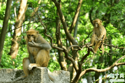 黔灵山公园猴子在哪里 黔灵山公园有熊猫吗2