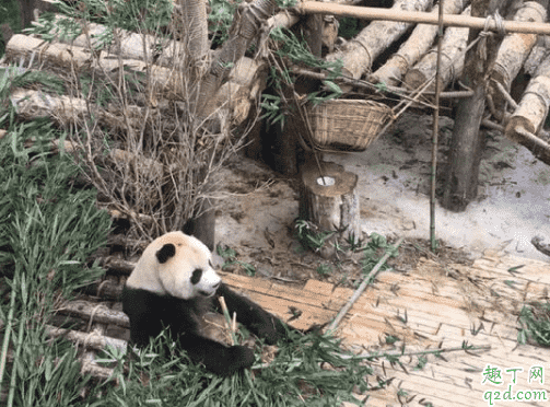 黔灵山公园猴子在哪里 黔灵山公园有熊猫吗3