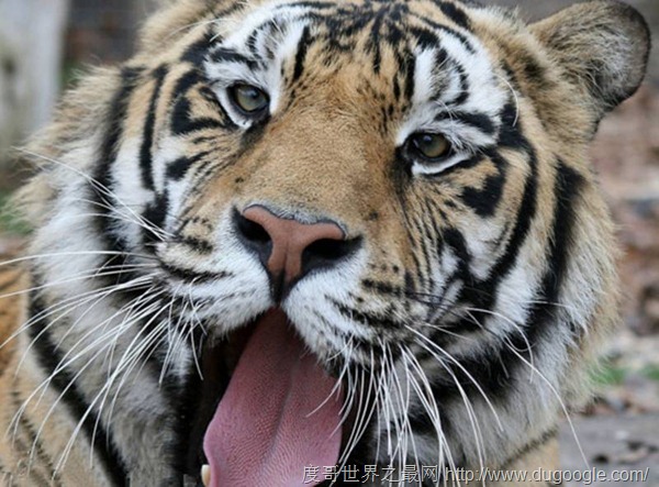 老虎舌头长满了钢刺，生殖器官长的，更加恐怖犹如钢钉