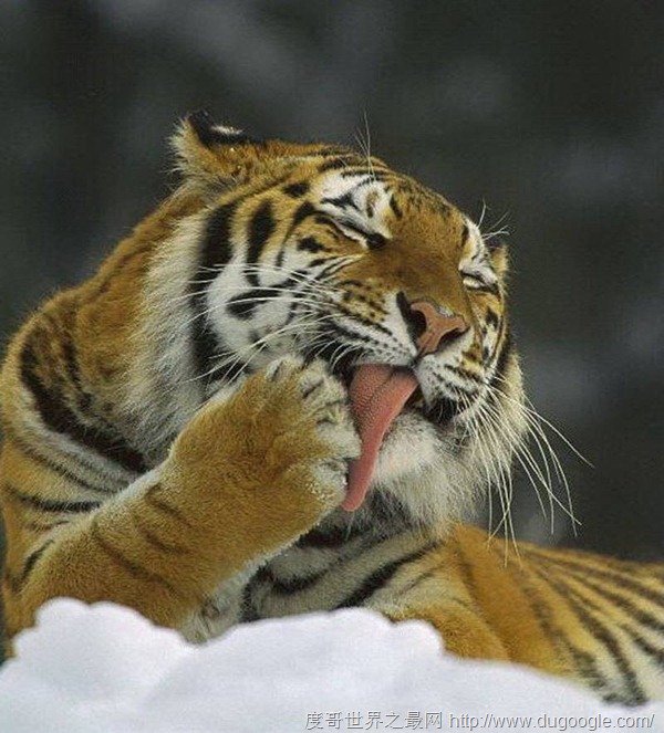 老虎舌头长满了钢刺，生殖器官长的，更加恐怖犹如钢钉