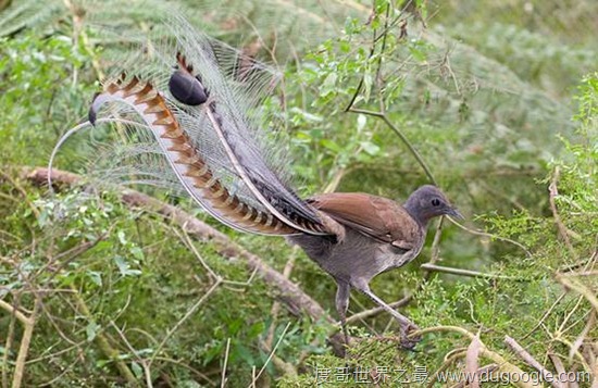 澳洲华丽琴鸟世界上最强纯天然声音模仿机 雷射枪跟引擎声都能学