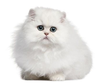 世界上最贵的猫前十名 全球最贵的10种猫咪