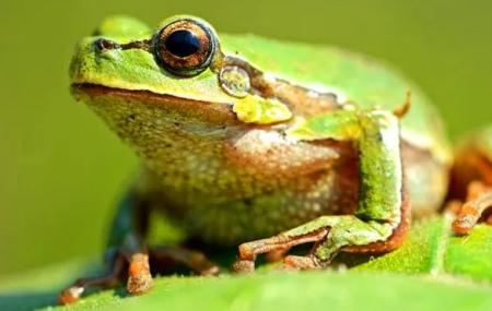 青蛙醒了是什么季节？青蛙和蟾蜍的寿命大约是多长时间