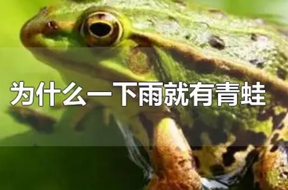 青蛙属于动物还是益虫 为何一下雨就有青蛙