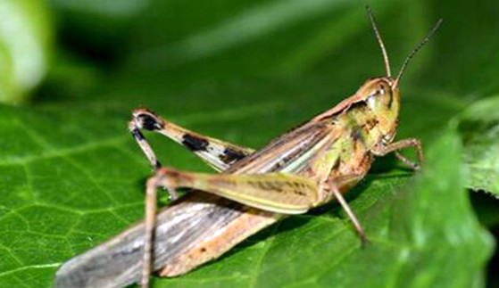 蝗虫是什么动物类型 它是农业中典型的害虫（可食用）