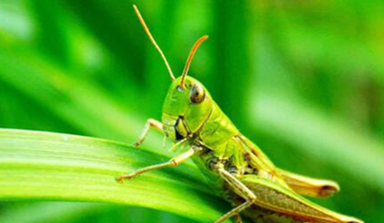 蝗虫是什么动物类型 它是农业中典型的害虫（可食用）