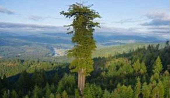 世界上最大最老的树 雪曼将军树(3200年树龄/直径11米)