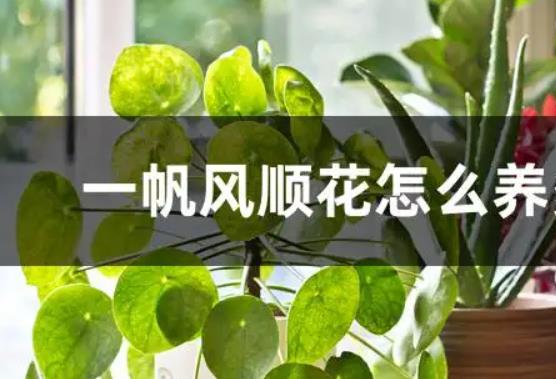 刚买回来的一帆风顺花该怎么换盆？一帆风顺蔫了怎么补救