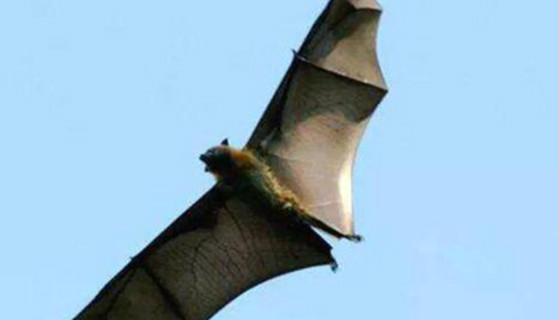 蝙蝠是什么动物类型 它是一种能飞行的哺乳动物