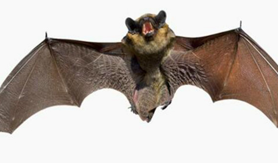蝙蝠是什么动物类型 它是一种能飞行的哺乳动物