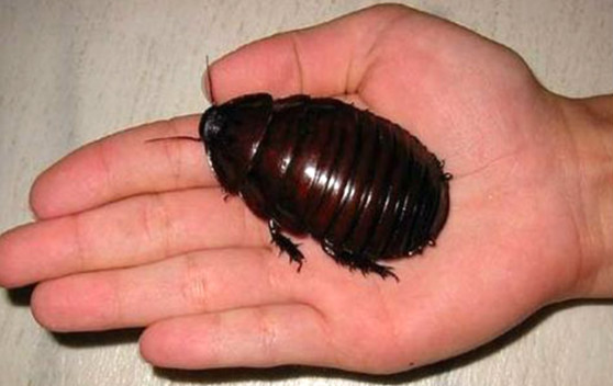 世界上十大最奥秘昆虫 犀牛蟑螂没有翅膀第一长得像外星生物