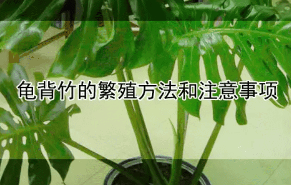 龟背竹生殖有哪些方式？龟背竹叶子能活多长时间