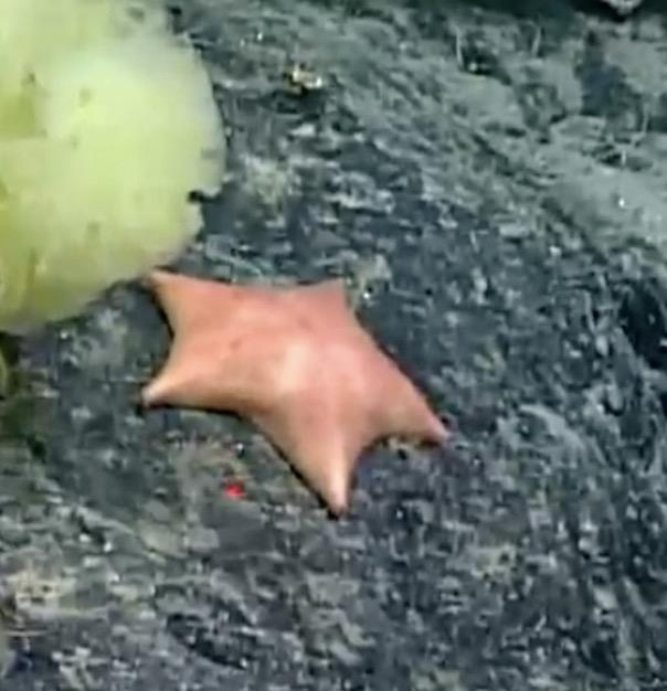 派大星和海绵宝宝真的存在吗（科学家在海中发现现实版海绵宝宝与派大星）(2)