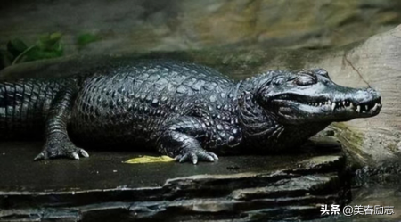 亚马逊河恐怖物种有哪些,亚马逊河十大恐怖物种