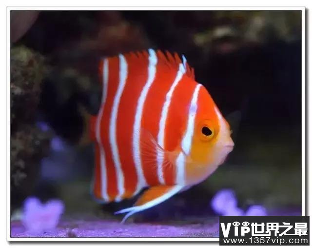 世界十大最贵观赏鱼——红薄荷神仙