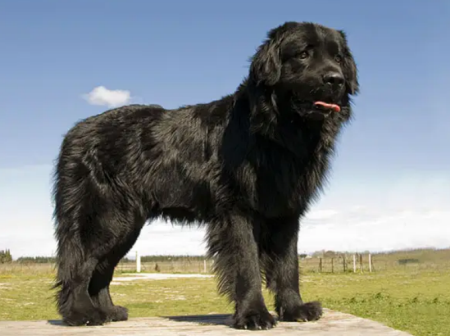 最大的犬科动物排名,世界上最大的犬科动物排行榜前十