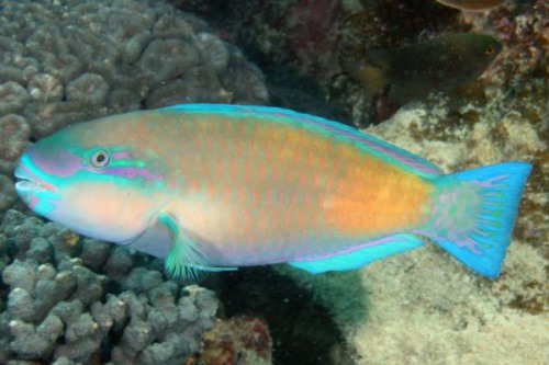 污色绿鹦嘴鱼:一种嘴似鹦嘴的鱼擅长刮食礁石水藻