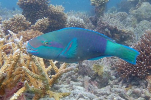 污色绿鹦嘴鱼:一种嘴似鹦嘴的鱼擅长刮食礁石水藻